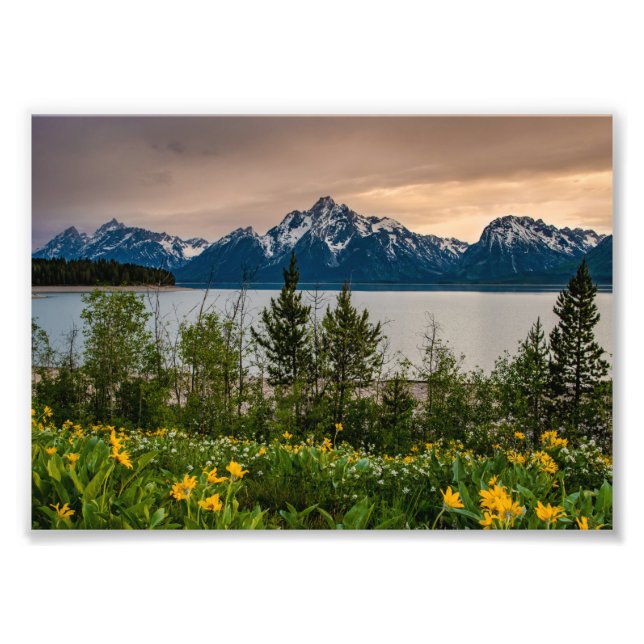 Flowers at Colter Bay Photo Print (Front)
