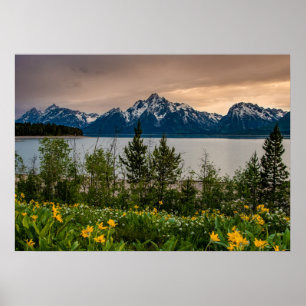 Flowers at Colter Bay Poster