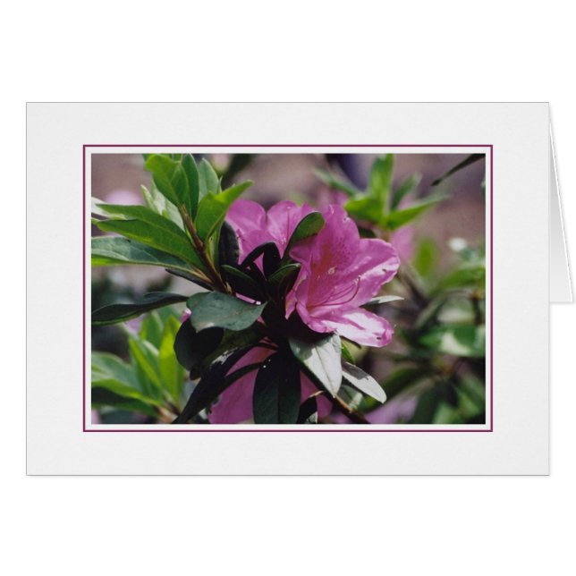 Flowers at Gibbs Farm (Front Horizontal)