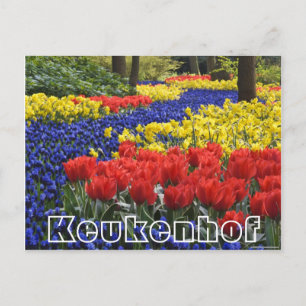 Flowers at  Keukenhof, hyacinrhs and tumips Postcard