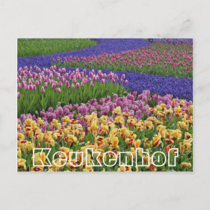 Flowers at  Keukenhof,streams of tulips Postcard