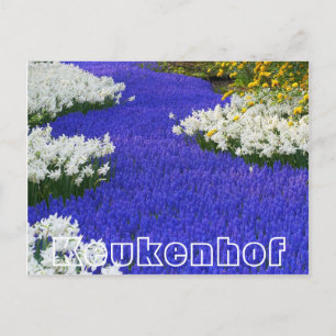 Flowers at  Keukenhof,  white and purple Postcard
