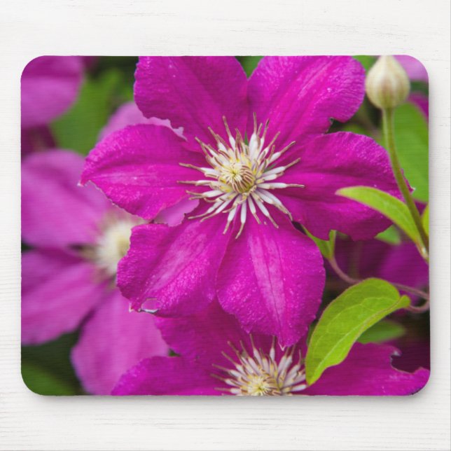 Flowers at Robinette's Apple Haus and Gift Barn 2 Mouse Mat (Front)