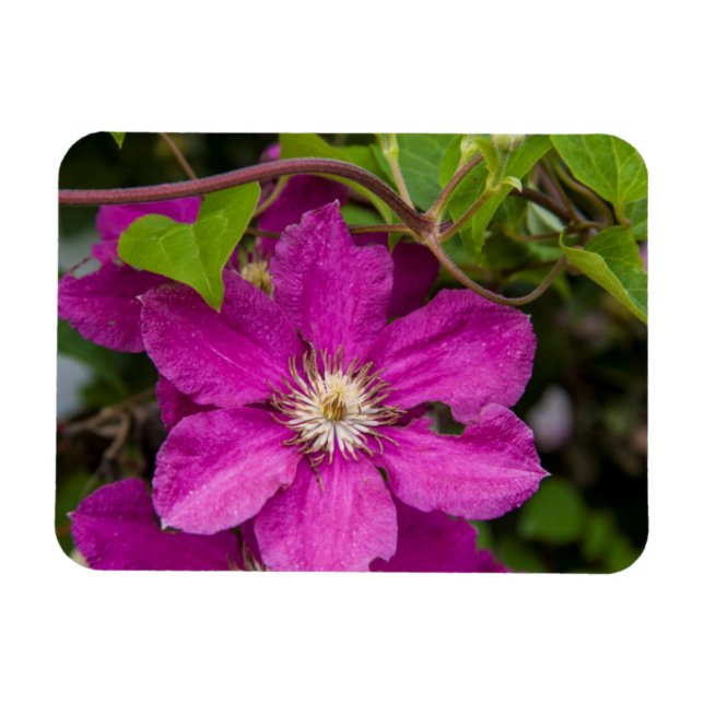 Flowers At Robinette's Apple Haus & Gift Barn Magnet (Horizontal)