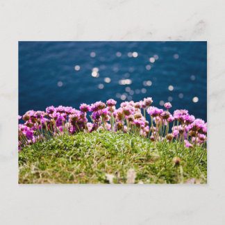 Flowers at the Cliffs of Moher Postcard