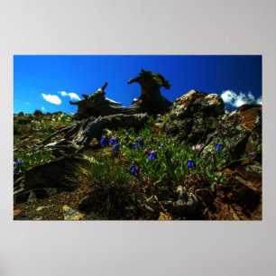 Flowers at The Goats Poster