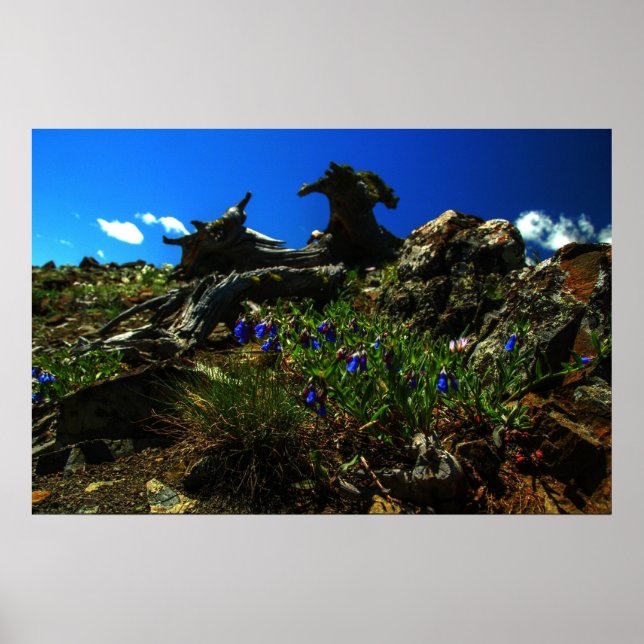 Flowers at The Goats Poster (Front)