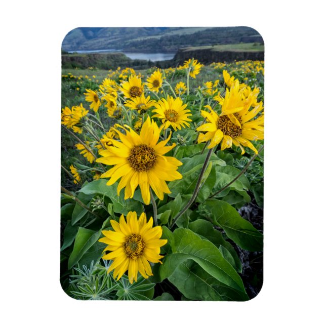 Flowers | Balsomroot Columbia River, Oregon Magnet (Vertical)