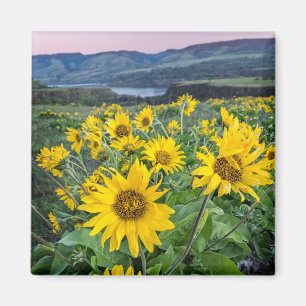 Flowers   Balsomroot Columbia River, Oregon Magnet