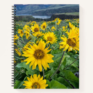 Flowers Balsomroot Columbia River, Oregon Notebook