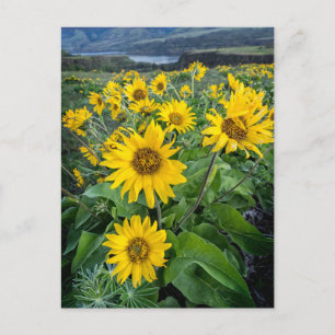 Flowers   Balsomroot Columbia River, Oregon Postcard