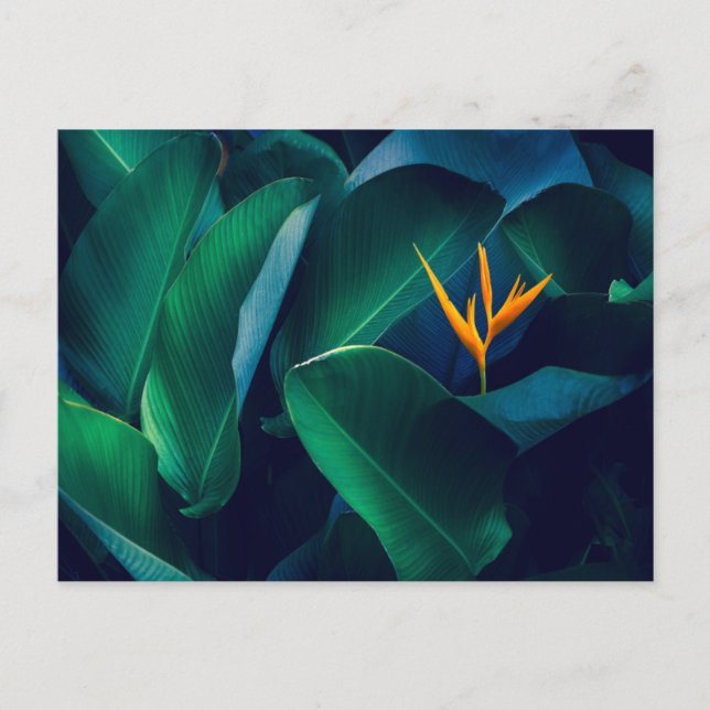 Flowers | Bird of Paradise Postcard (Front)