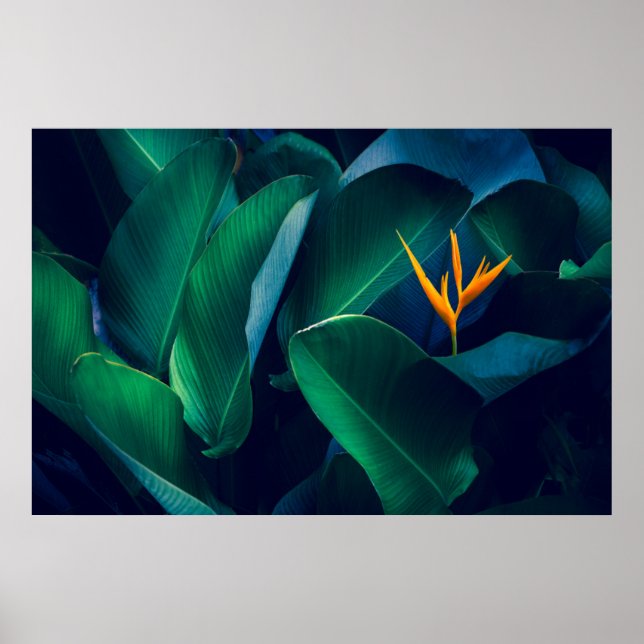 Flowers | Bird of Paradise Poster (Front)