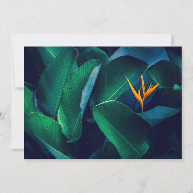 Flowers | Bird of Paradise Thank You Card (Front)