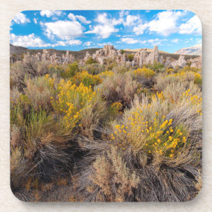 Flowers   Blooming Sagebrush California Coaster
