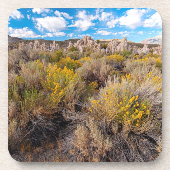 Flowers | Blooming Sagebrush California Coaster (Front)