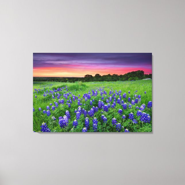 Flowers | Bluebonnets at Sunset Texas Canvas Print (Front)