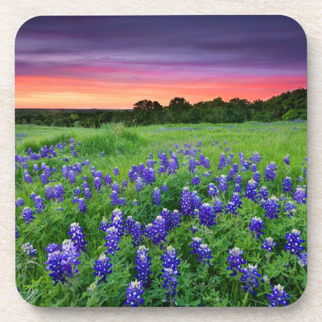 Flowers | Bluebonnets at Sunset Texas Coaster (Front)