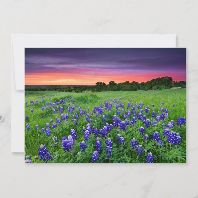 Flowers | Bluebonnets at Sunset Texas Thank You Card (Front)
