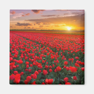 Flowers   Botanical Garden Holland Magnet