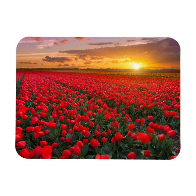 Flowers | Botanical Garden Holland Magnet (Horizontal)