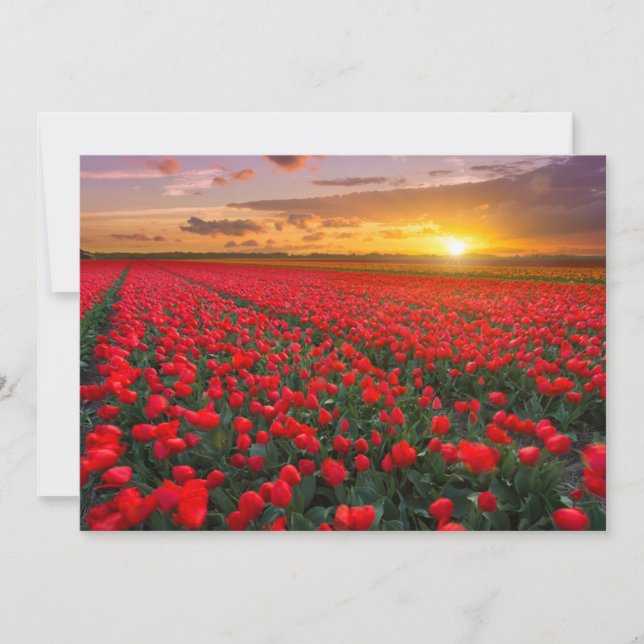 Flowers | Botanical Garden Holland Thank You Card (Front)