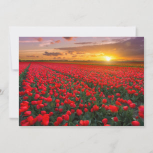 Flowers   Botanical Garden Holland Thank You Card