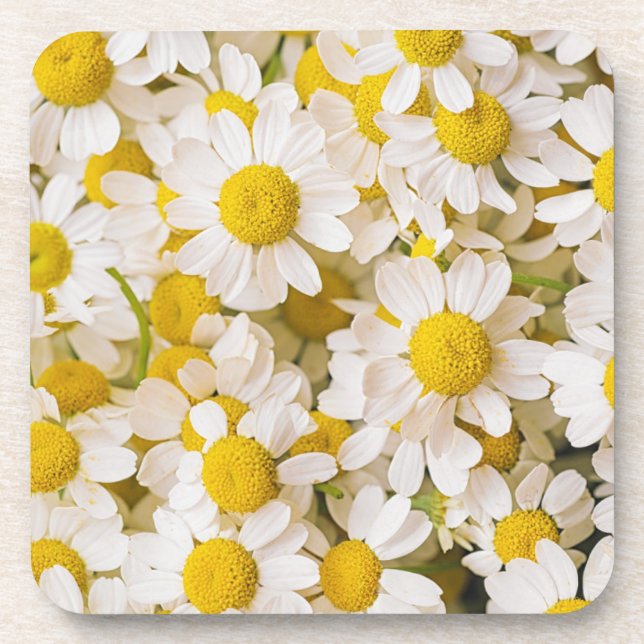 Flowers | Bunch of Chamomiles Coaster (Front)