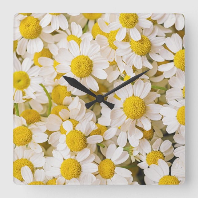 Flowers | Bunch of Chamomiles Square Wall Clock (Front)