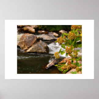 flowers by the river poster