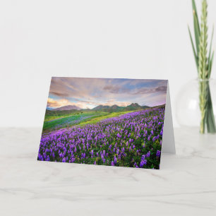 Flowers   California Wildflowers Card
