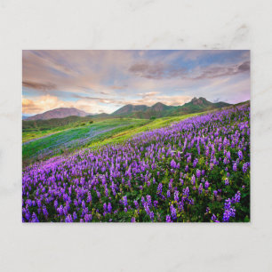 Flowers California Wildflowers Postcard