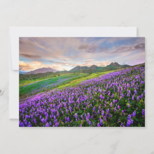 Flowers California Wildflowers Thank You Card