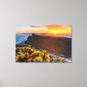 Flowers   Canary Islands, Spain Canvas Print