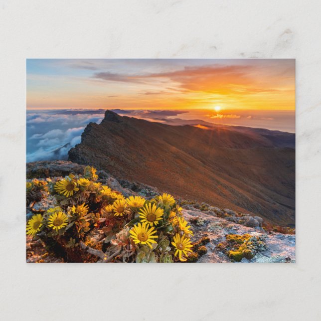 Flowers | Canary Islands, Spain Postcard (Front)