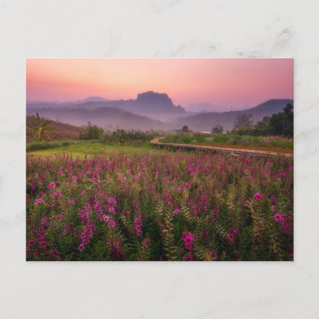 Flowers | Chiang Dao, Chiang Mai, Thailand Postcard (Front)