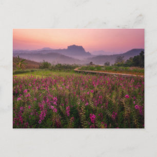 Flowers   Chiang Dao, Chiang Mai, Thailand Postcard