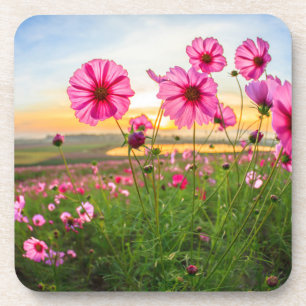 Flowers  Chiang Rai Province, Thailand Coaster