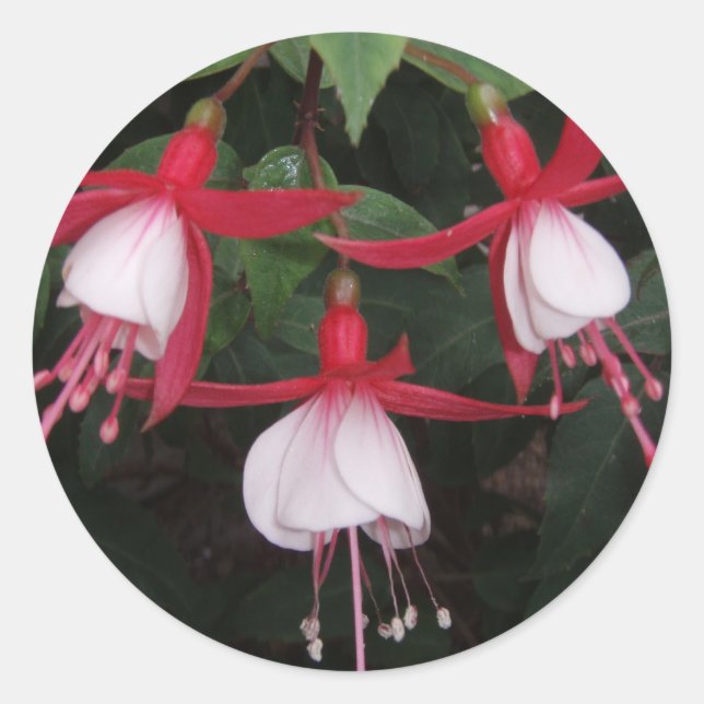 Flowers Classic Round Sticker (Front)