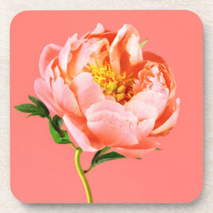 Flowers Coral Peony Blossom Coaster