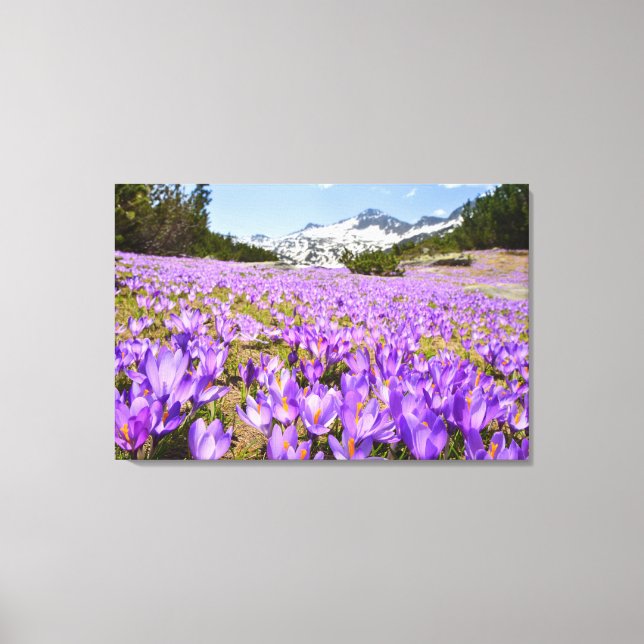 Flowers | Crocus Pirin Mountain Park Bulgaria Canvas Print (Front)