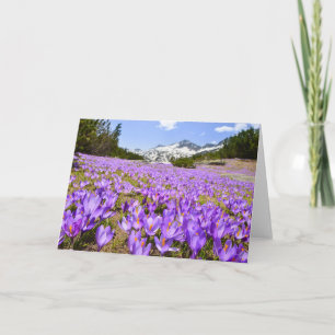 Flowers   Crocus Pirin Mountain Park Bulgaria Card