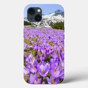Flowers Crocus Pirin Mountain Park Bulgaria iPhone 13 Case