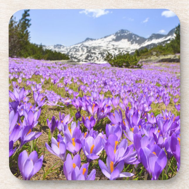Flowers | Crocus Pirin Mountain Park Bulgaria Coaster (Front)