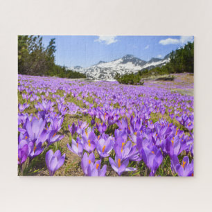 Flowers   Crocus Pirin Mountain Park Bulgaria Jigsaw Puzzle