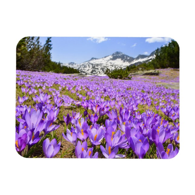 Flowers | Crocus Pirin Mountain Park Bulgaria Magnet (Horizontal)