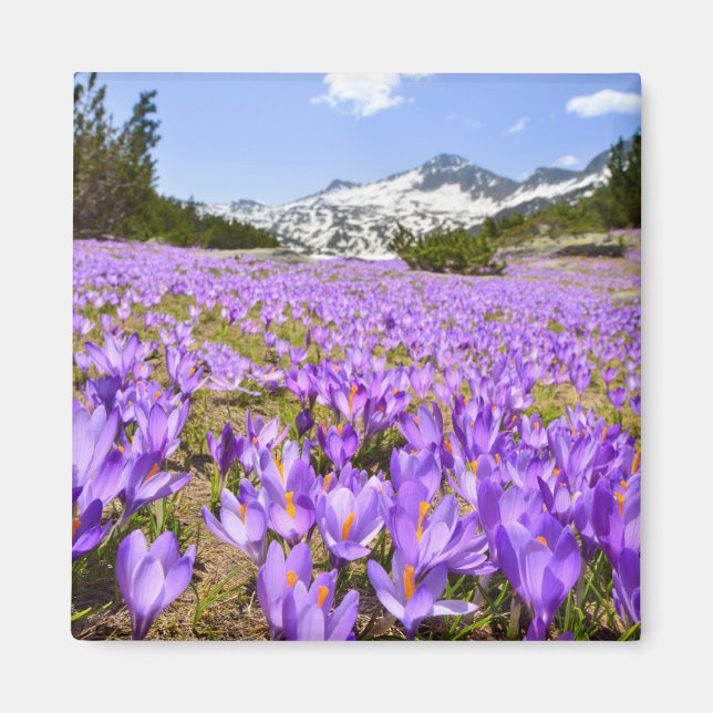 Flowers | Crocus Pirin Mountain Park Bulgaria Magnet (Front)