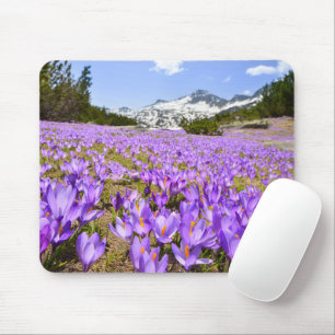 Flowers   Crocus Pirin Mountain Park Bulgaria Mouse Mat