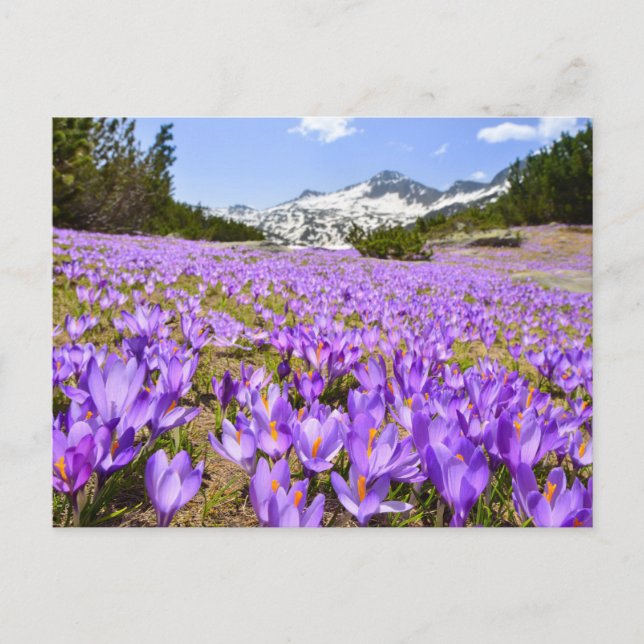 Flowers | Crocus Pirin Mountain Park Bulgaria Postcard (Front)