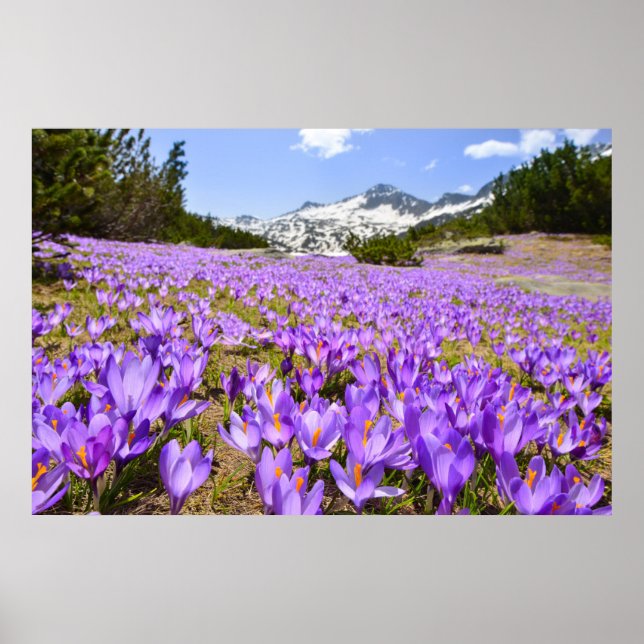 Flowers | Crocus Pirin Mountain Park Bulgaria Poster (Front)
